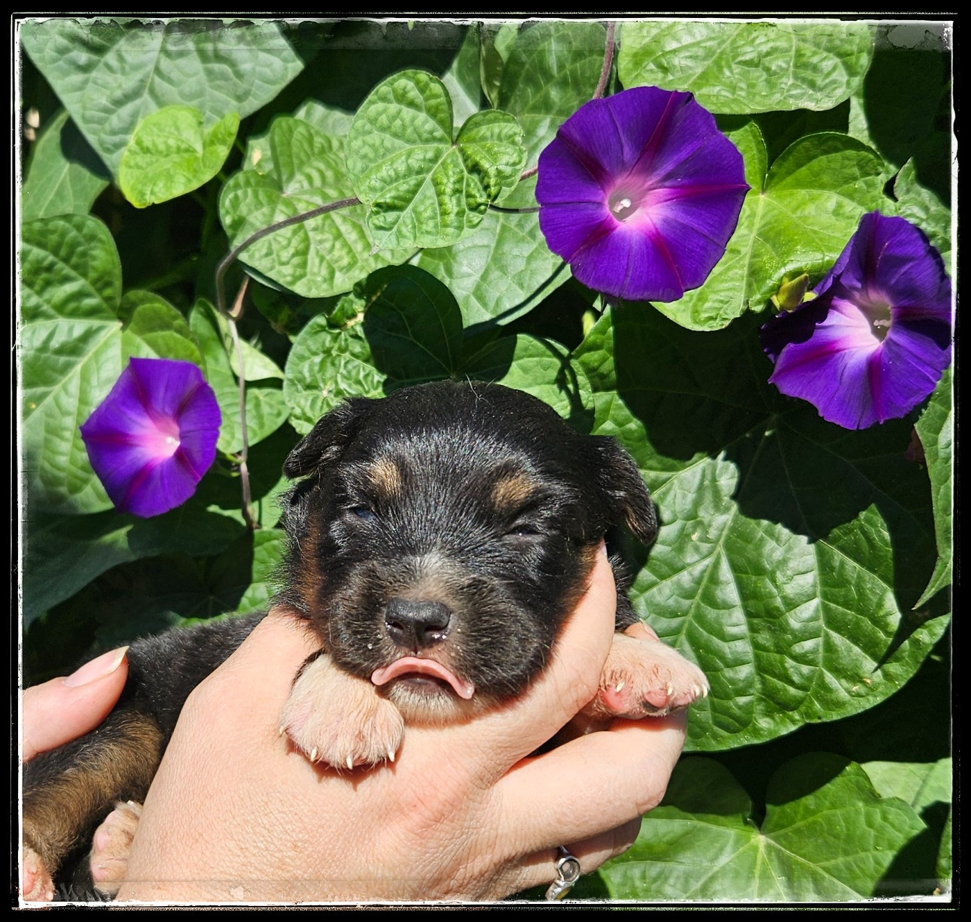 Du Diamant Des Neiges - Chiots disponibles - Berger Américain Miniature 