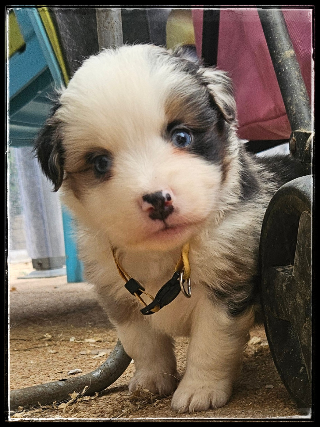 Du Diamant Des Neiges - Chiots disponibles - Berger Américain Miniature 