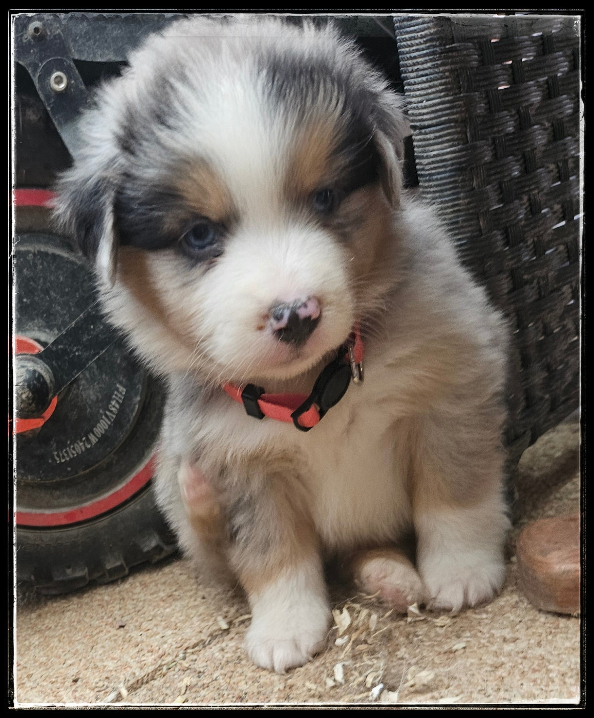 Du Diamant Des Neiges - Chiots disponibles - Berger Américain Miniature 