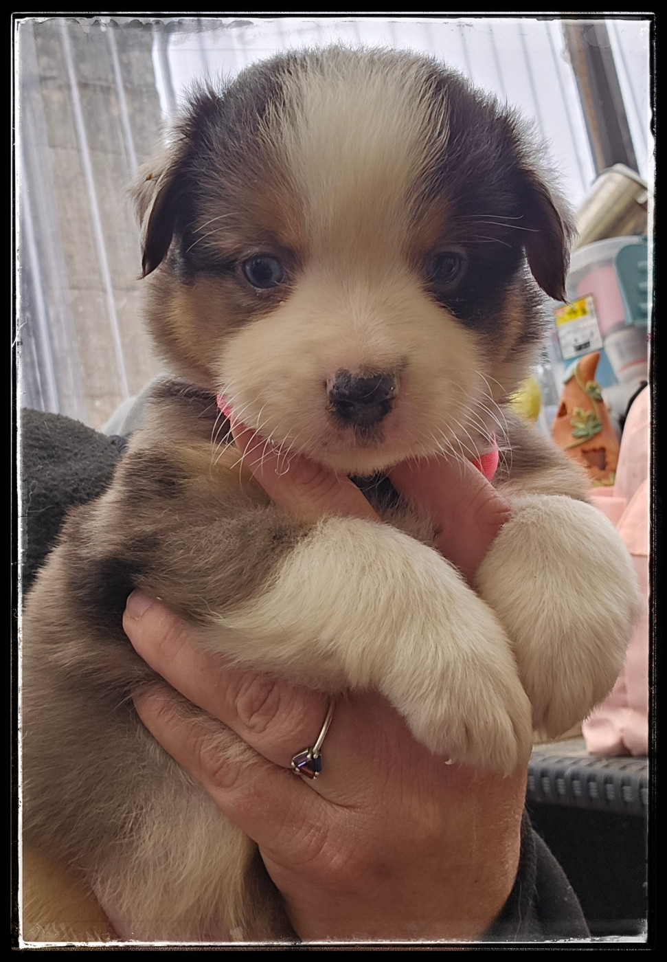 Du Diamant Des Neiges - Chiots disponibles - Berger Américain Miniature 
