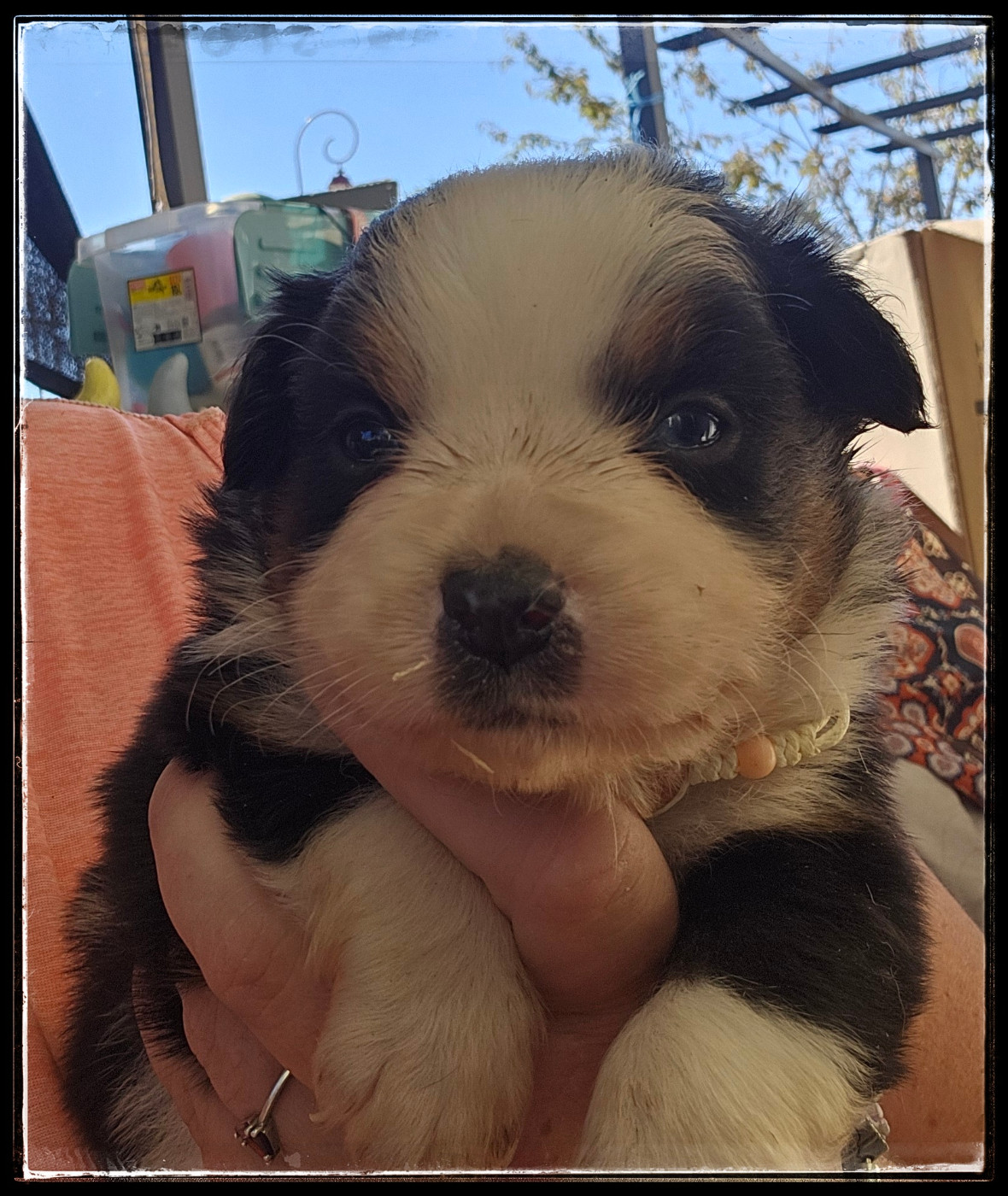 Du Diamant Des Neiges - Chiots disponibles - Berger Américain Miniature 