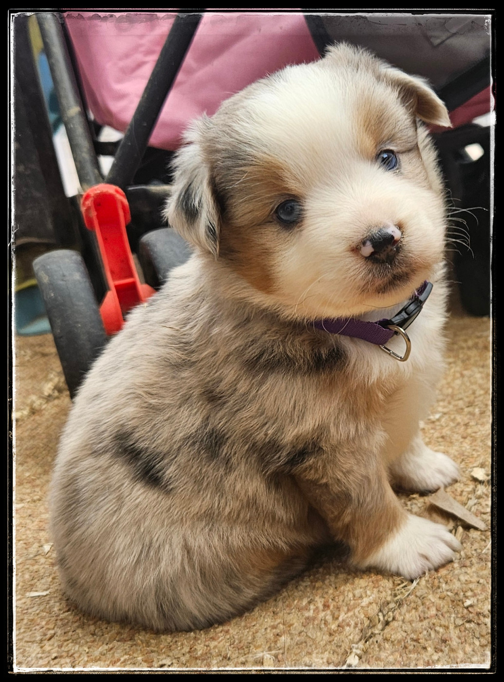 Du Diamant Des Neiges - Chiots disponibles - Berger Américain Miniature 
