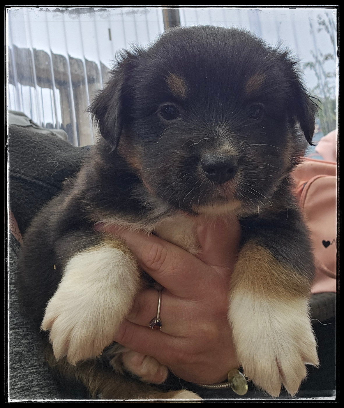 Du Diamant Des Neiges - Chiots disponibles - Berger Américain Miniature 