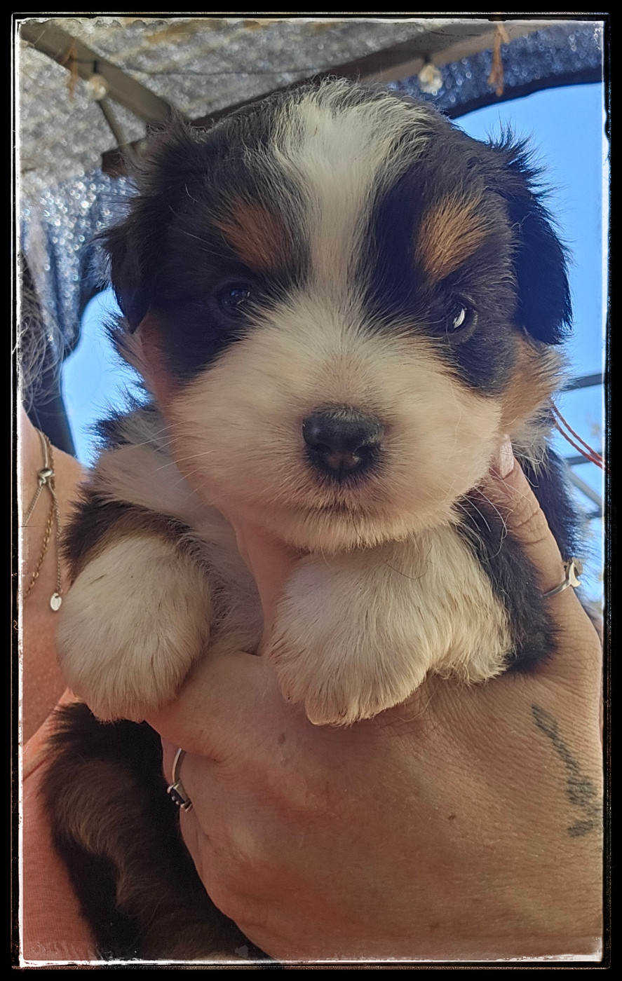Du Diamant Des Neiges - Chiots disponibles - Berger Américain Miniature 