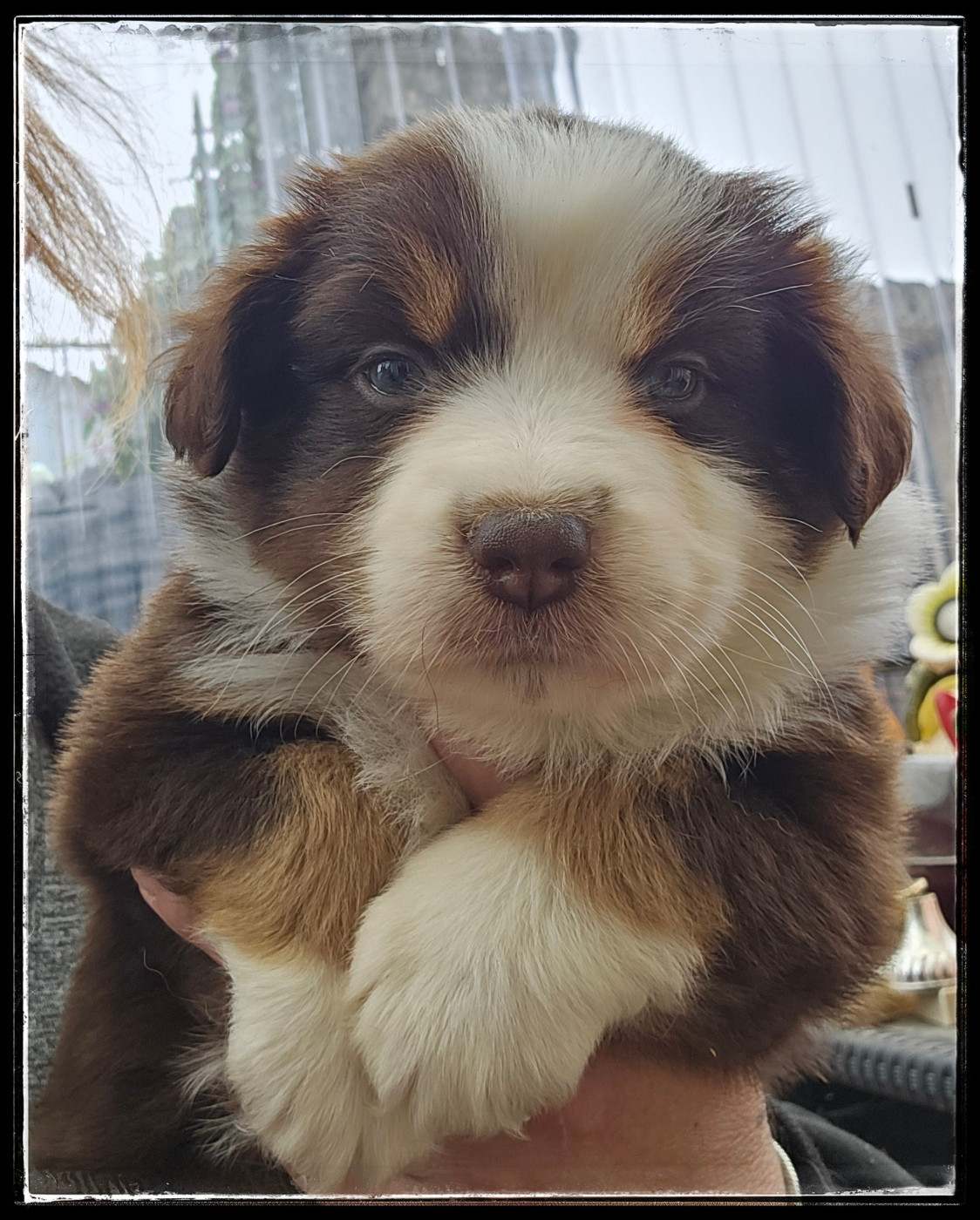 Du Diamant Des Neiges - Chiots disponibles - Berger Américain Miniature 