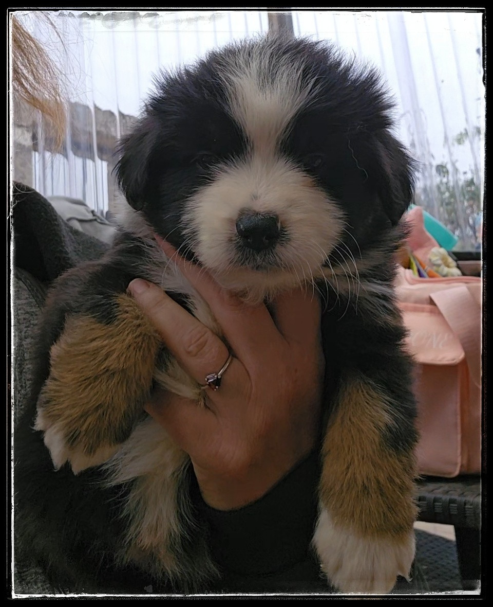 Du Diamant Des Neiges - Chiots disponibles - Berger Américain Miniature 