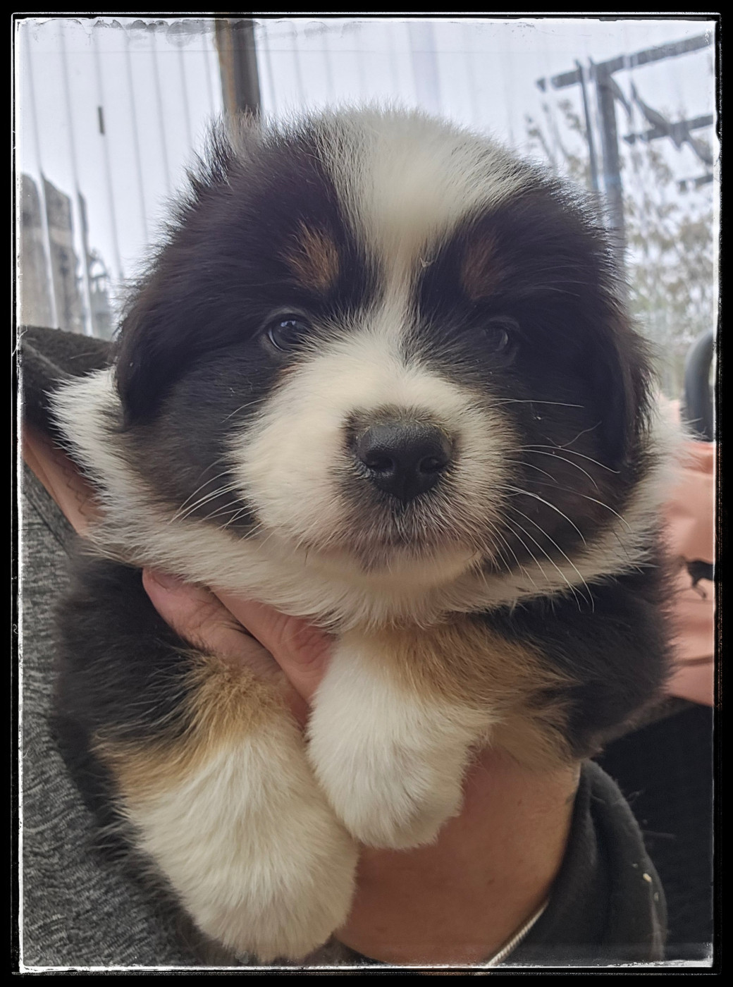 Du Diamant Des Neiges - Chiots disponibles - Berger Américain Miniature 