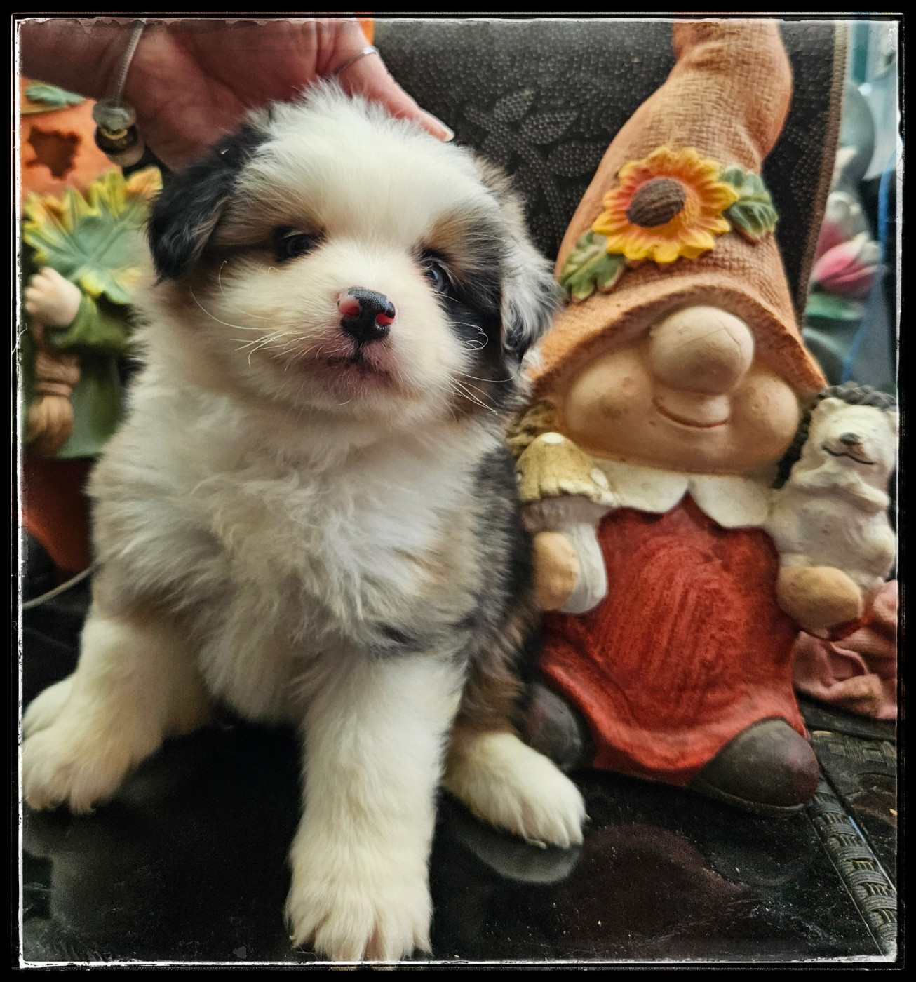 Du Diamant Des Neiges - Chiots disponibles - Berger Américain Miniature 