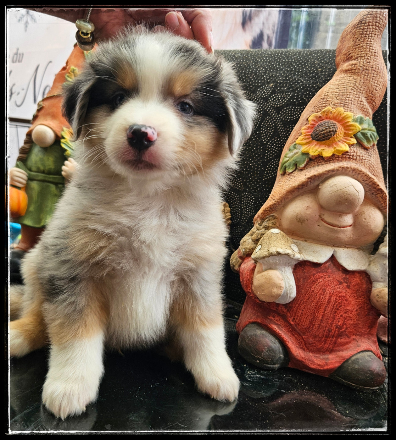 Du Diamant Des Neiges - Chiots disponibles - Berger Américain Miniature 