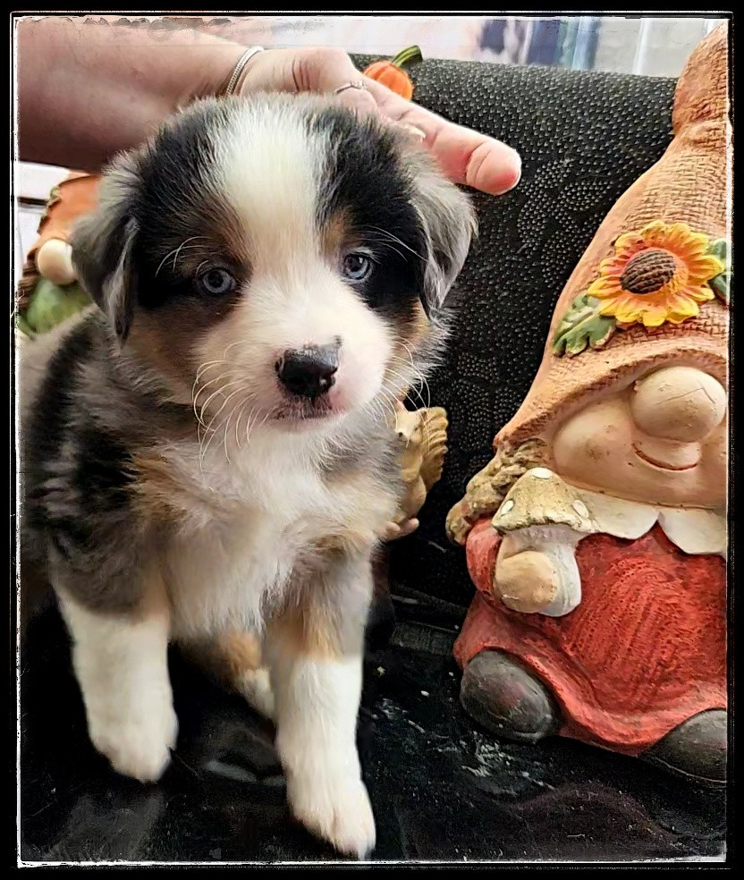 Du Diamant Des Neiges - Chiots disponibles - Berger Américain Miniature 