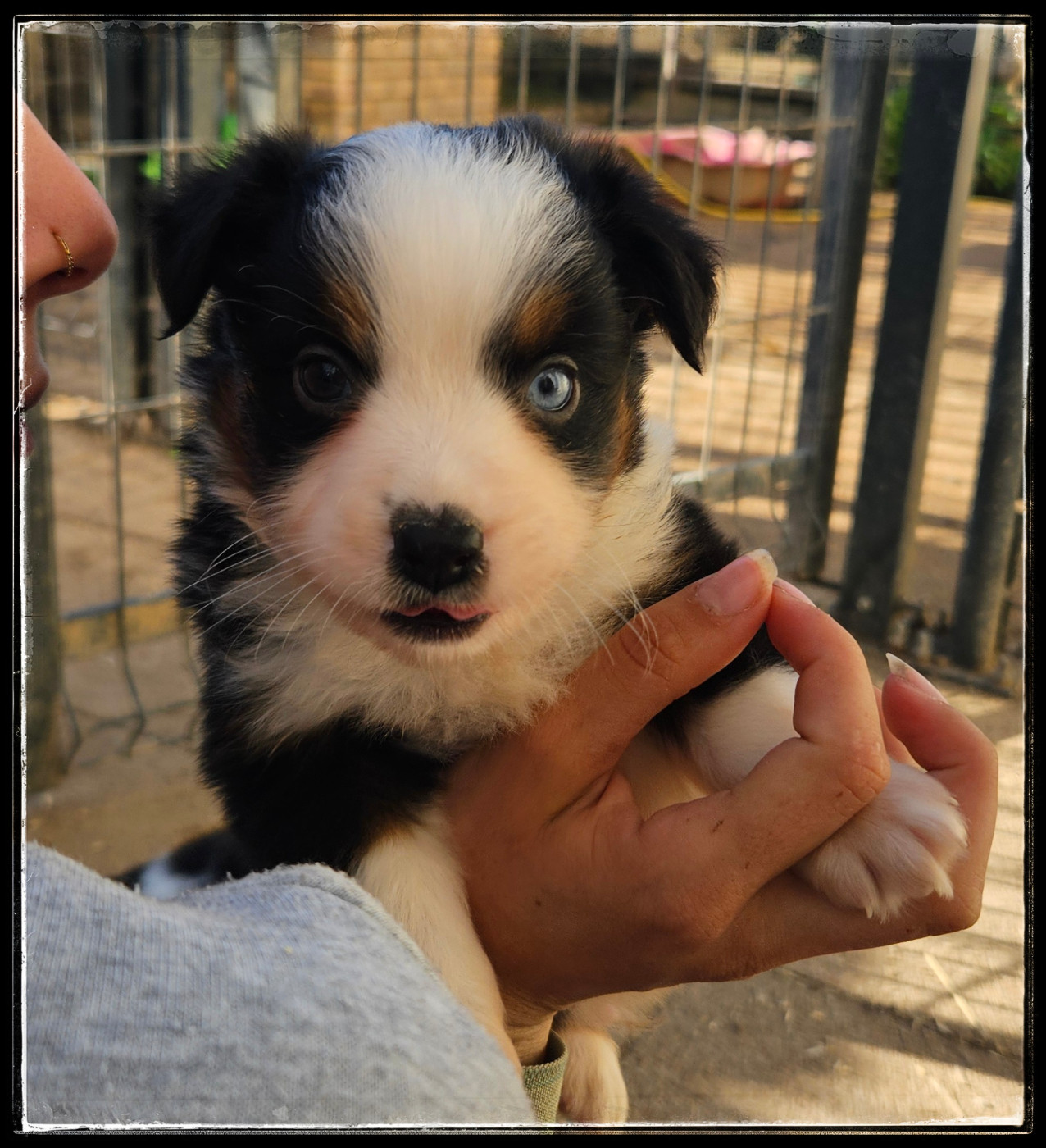 Du Diamant Des Neiges - Chiots disponibles - Berger Américain Miniature 