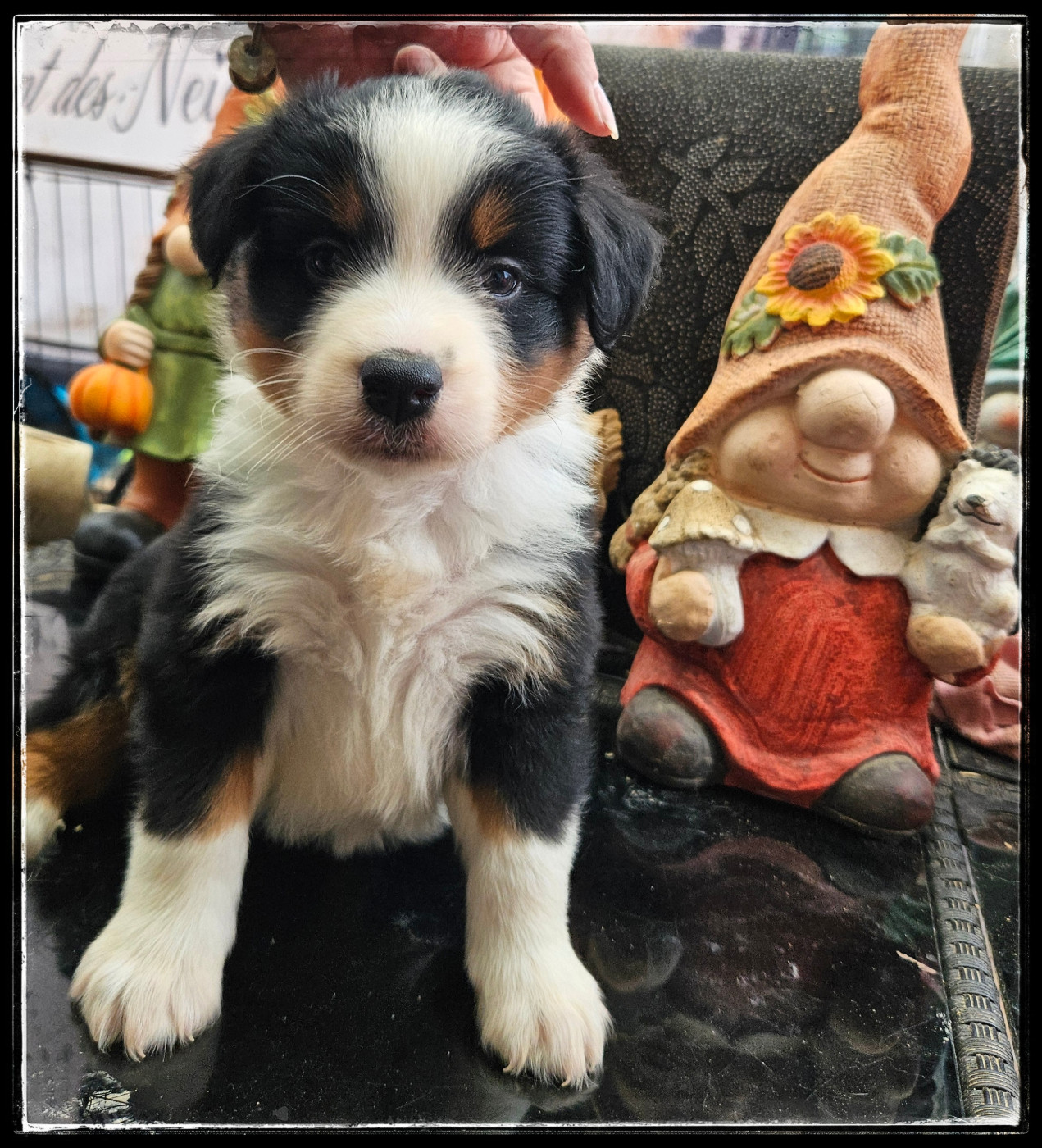 Du Diamant Des Neiges - Chiots disponibles - Berger Américain Miniature 