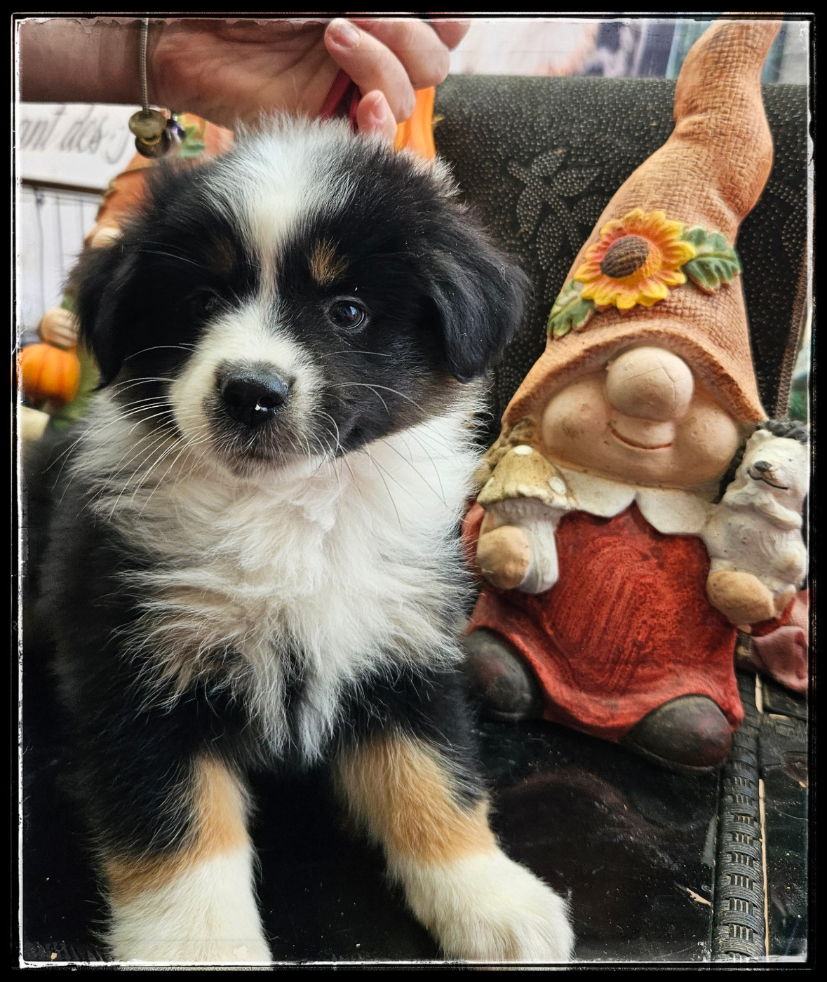Du Diamant Des Neiges - Chiots disponibles - Berger Américain Miniature 