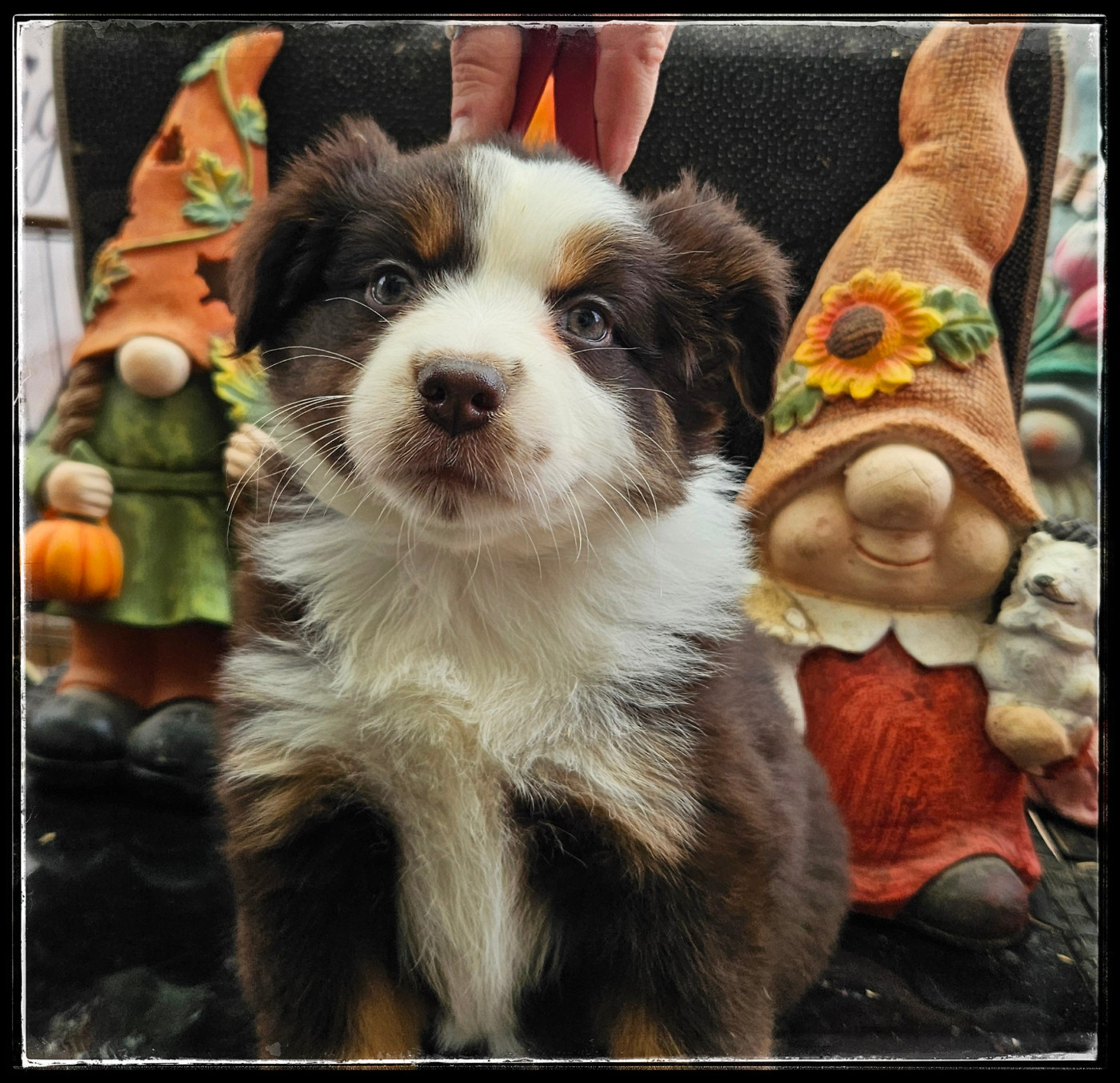 Du Diamant Des Neiges - Chiots disponibles - Berger Américain Miniature 