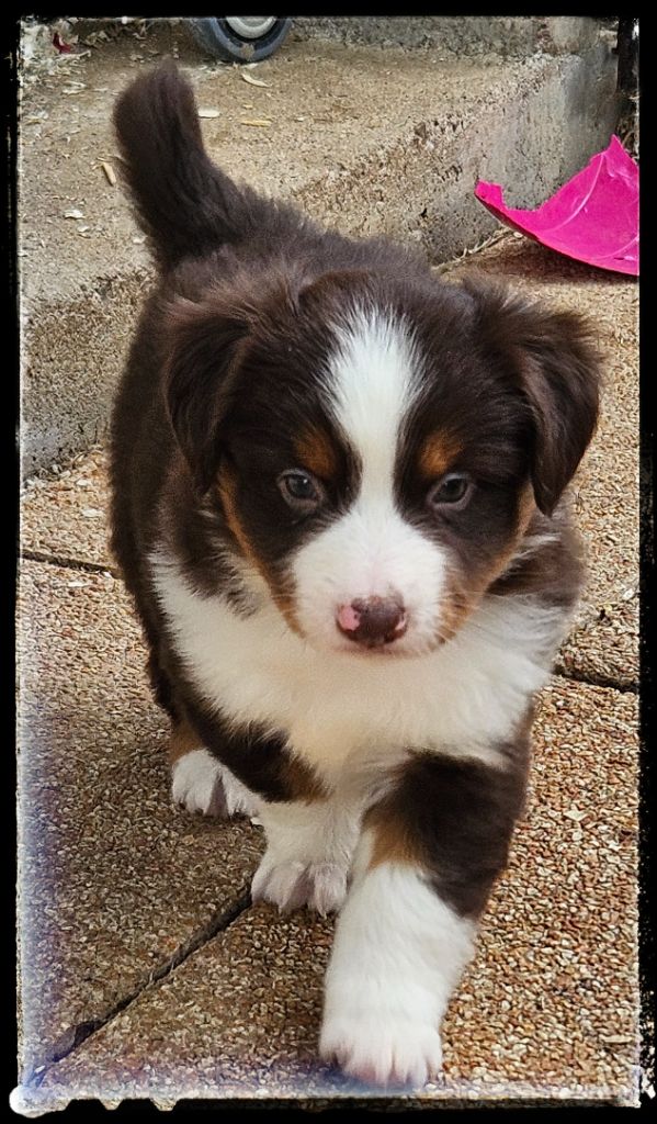 Du Diamant Des Neiges - Chiots disponibles - Berger Américain Miniature 