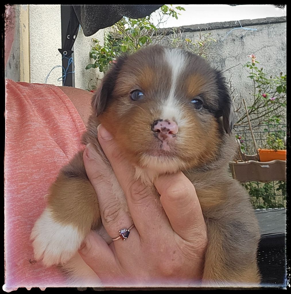 Du Diamant Des Neiges - Chiots disponibles - Berger Américain Miniature 