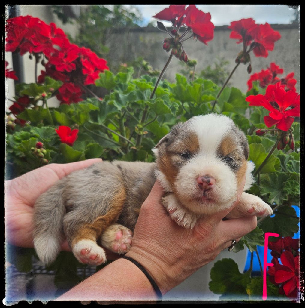 Du Diamant Des Neiges - Chiots disponibles - Berger Américain Miniature 