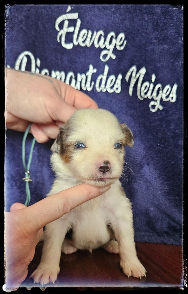 Du Diamant Des Neiges - Chiots disponibles - Berger Américain Miniature 