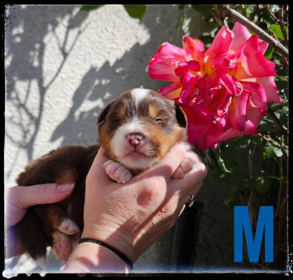 Du Diamant Des Neiges - Chiots disponibles - Berger Américain Miniature 