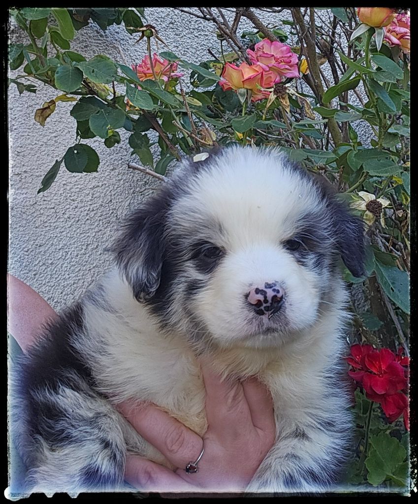 Du Diamant Des Neiges - Chiots disponibles - Berger Australien