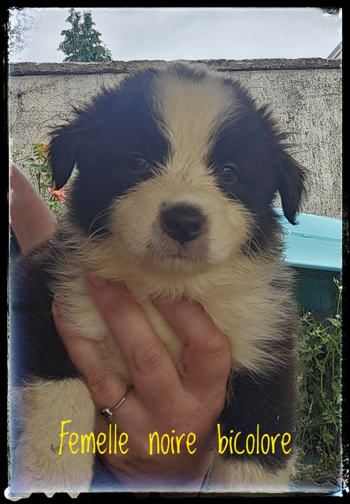 Du Diamant Des Neiges - Chiots disponibles - Berger Australien
