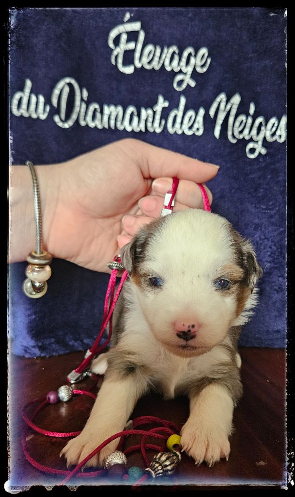 Du Diamant Des Neiges - Chiots disponibles - Berger Américain Miniature 