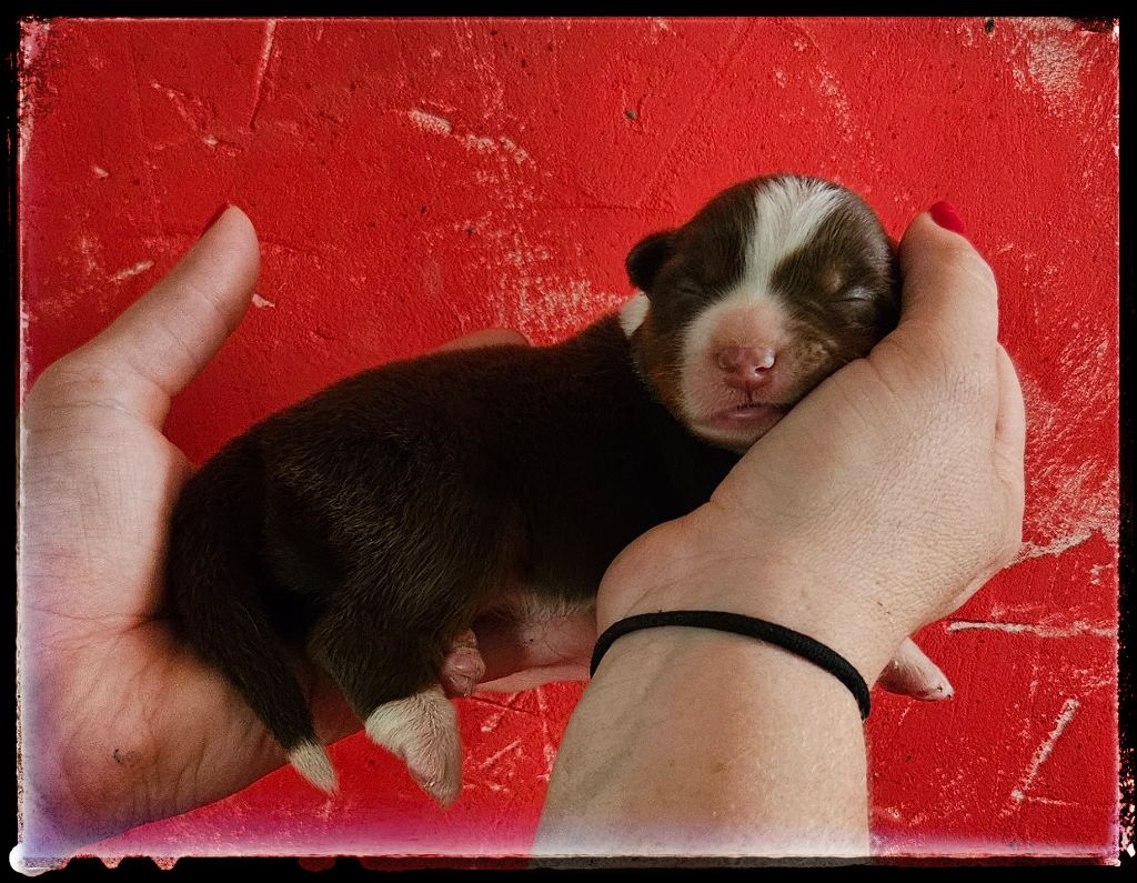 Du Diamant Des Neiges - Chiots disponibles - Berger Américain Miniature 