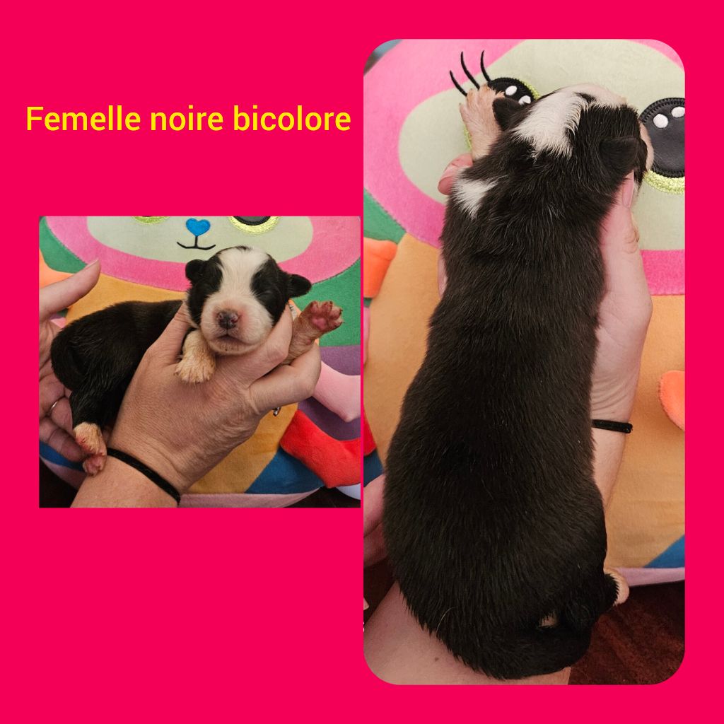 Du Diamant Des Neiges - Chiots disponibles - Berger Australien
