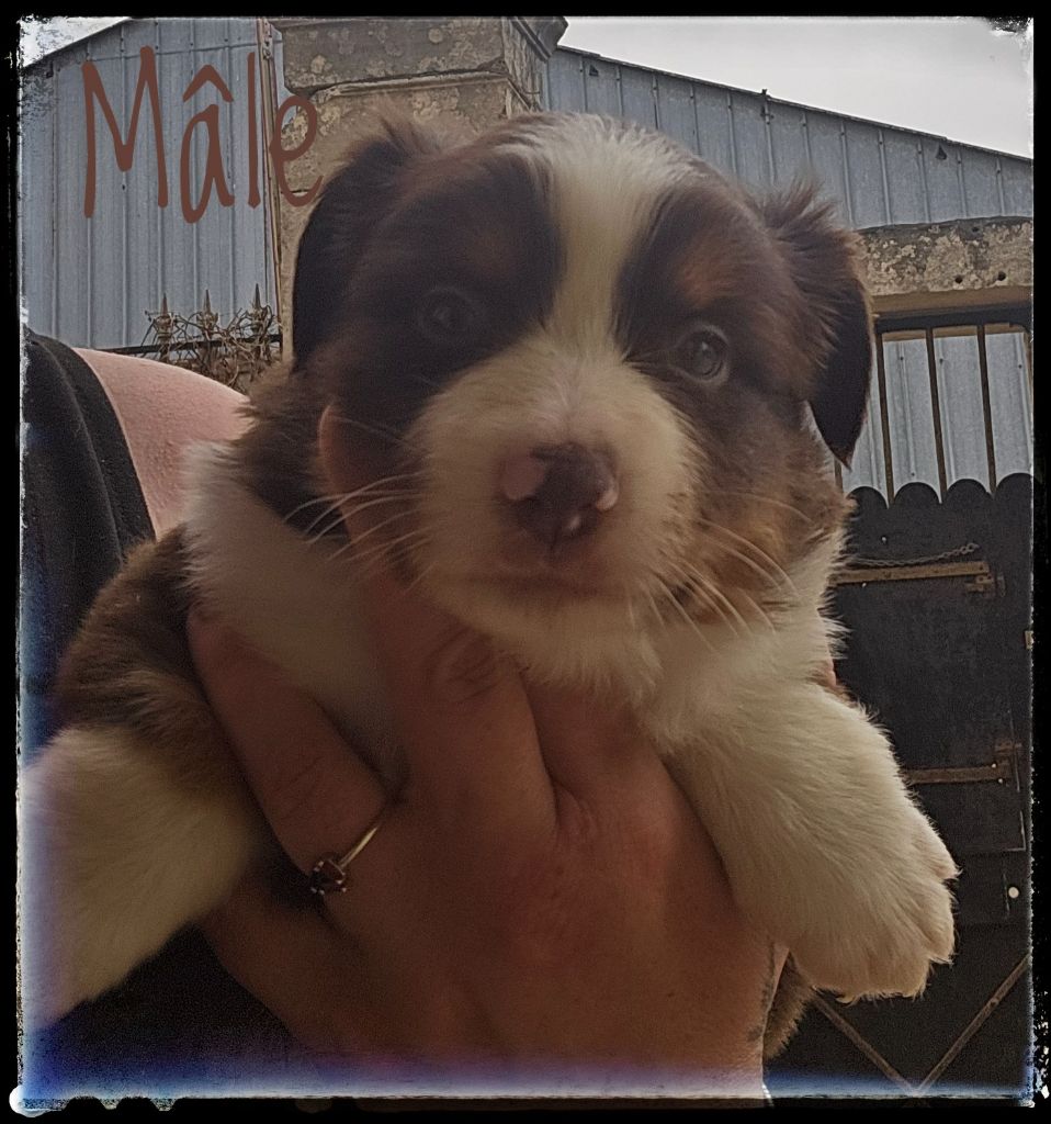 Du Diamant Des Neiges - Chiots disponibles - Berger Américain Miniature 