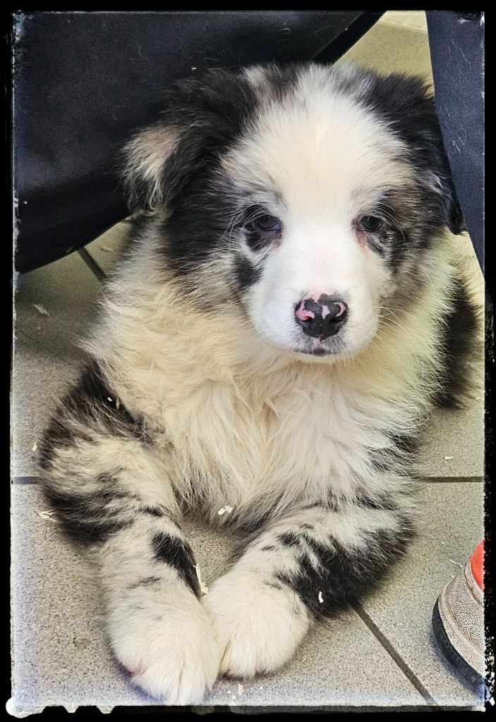 Du Diamant Des Neiges - Chiots disponibles - Berger Australien
