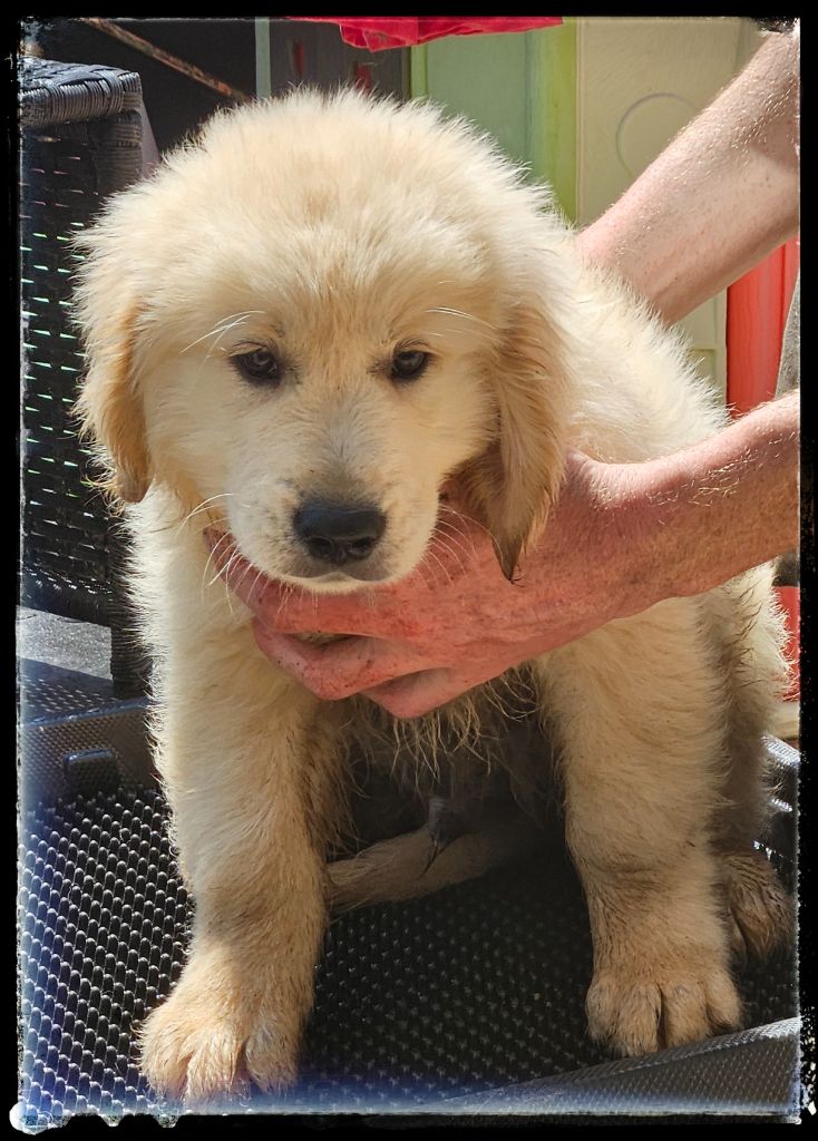 Du Diamant Des Neiges - Chiots disponibles - Golden Retriever