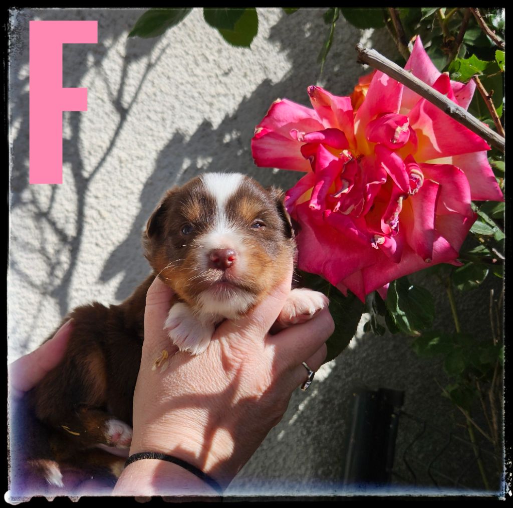 Du Diamant Des Neiges - Chiots disponibles - Berger Américain Miniature 