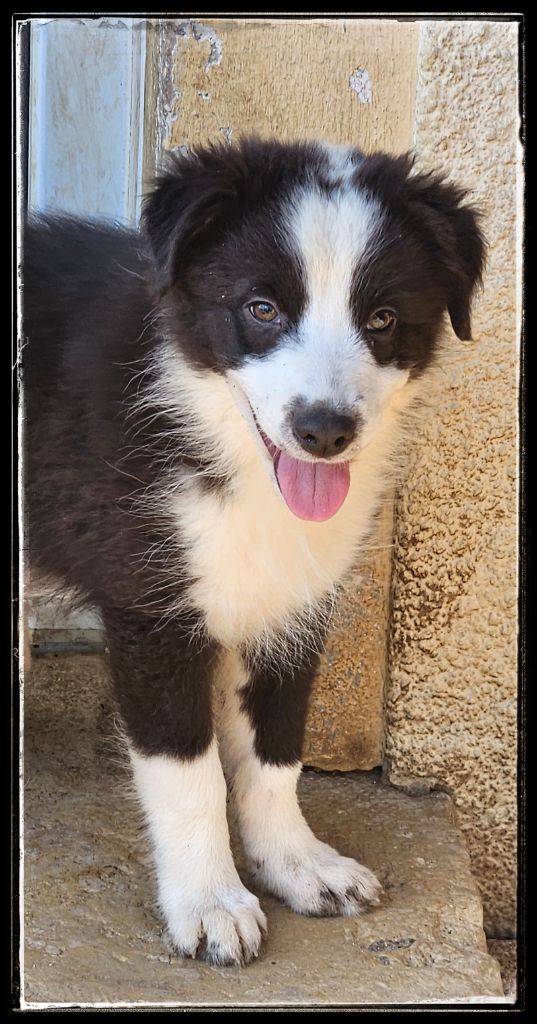 Du Diamant Des Neiges - Chiots disponibles - Berger Australien