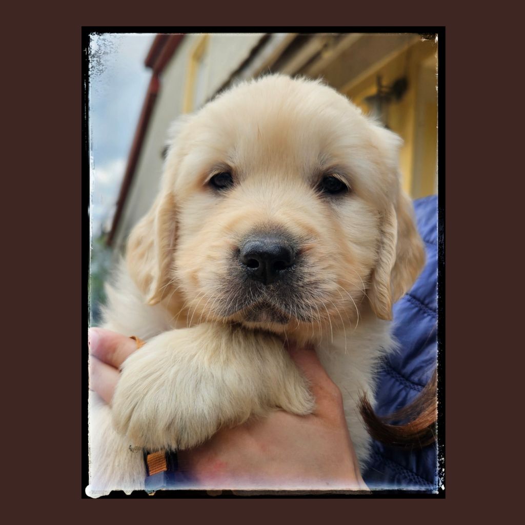 Du Diamant Des Neiges - Chiots disponibles - Golden Retriever