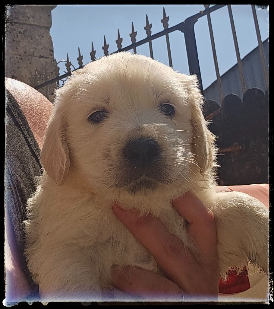 Du Diamant Des Neiges - Chiots disponibles - Golden Retriever