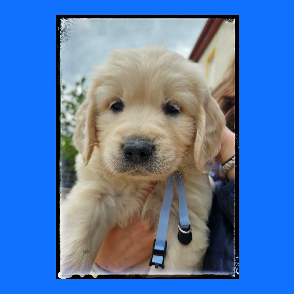 Du Diamant Des Neiges - Chiots disponibles - Golden Retriever