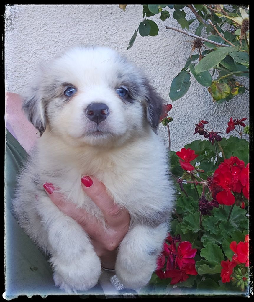 Du Diamant Des Neiges - Chiots disponibles - Berger Australien