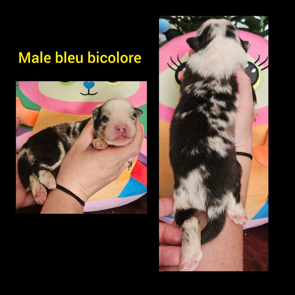 Du Diamant Des Neiges - Chiots disponibles - Berger Australien