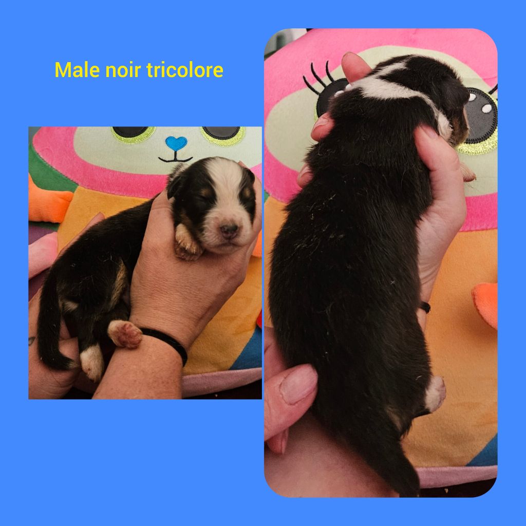 Du Diamant Des Neiges - Chiots disponibles - Berger Australien