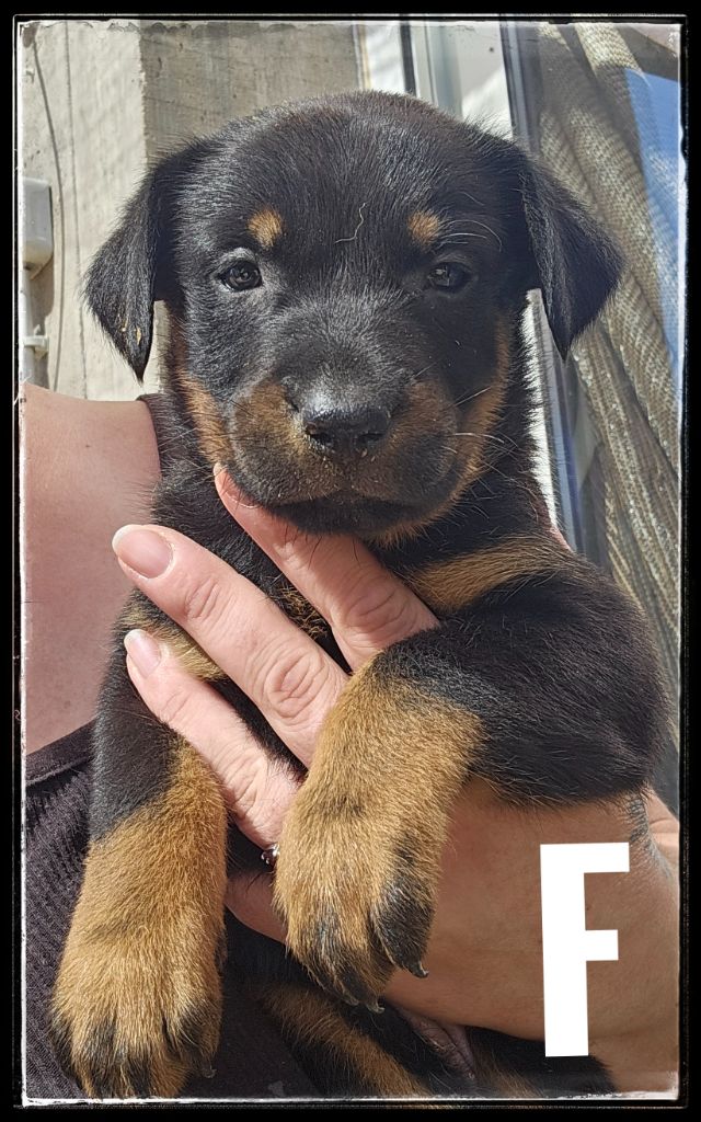 Du Diamant Des Neiges - Chiots disponibles - Berger de Beauce