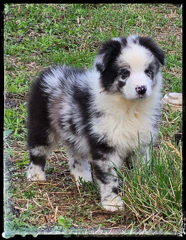 Du Diamant Des Neiges - Chiots disponibles - Berger Australien