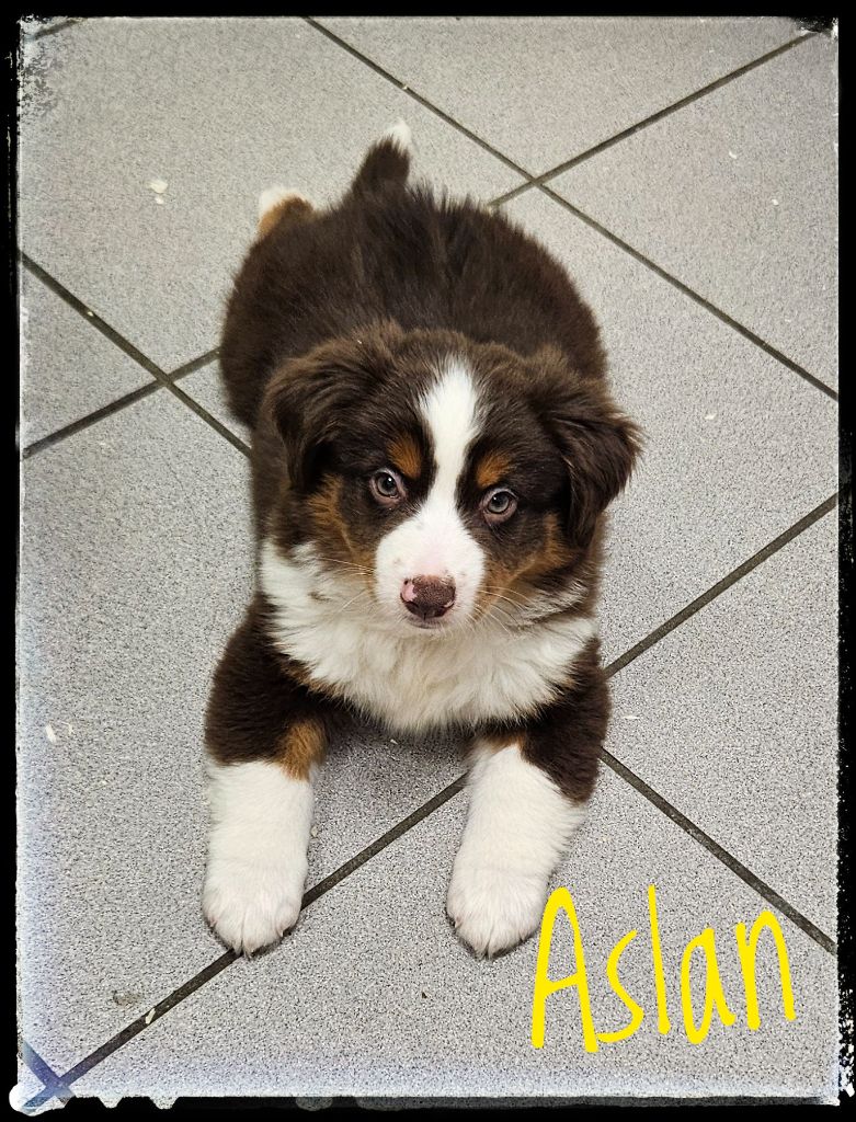 Du Diamant Des Neiges - Chiots disponibles - Berger Américain Miniature 