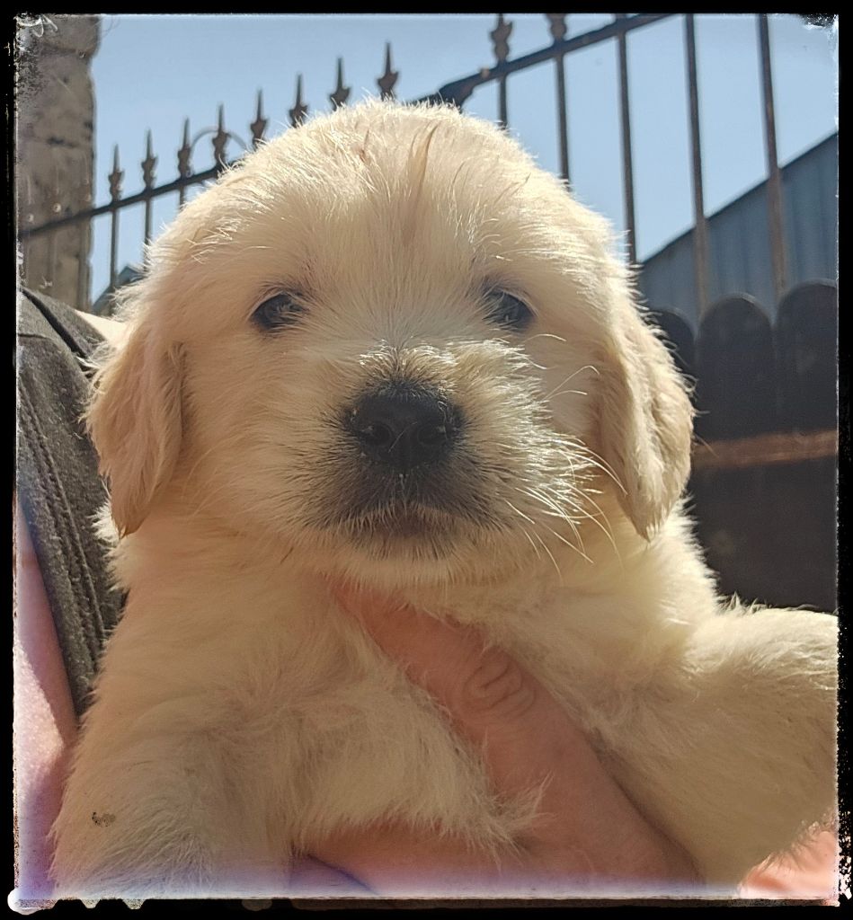 Du Diamant Des Neiges - Chiots disponibles - Golden Retriever