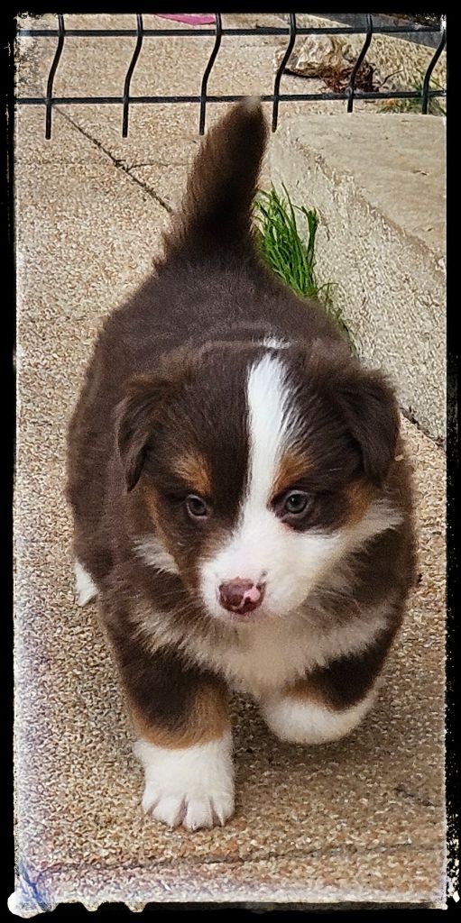 Du Diamant Des Neiges - Chiots disponibles - Berger Américain Miniature 