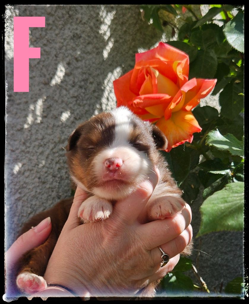 Du Diamant Des Neiges - Chiots disponibles - Berger Américain Miniature 