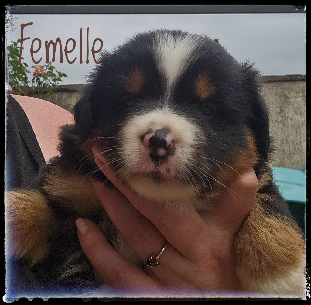 Du Diamant Des Neiges - Chiots disponibles - Berger Américain Miniature 