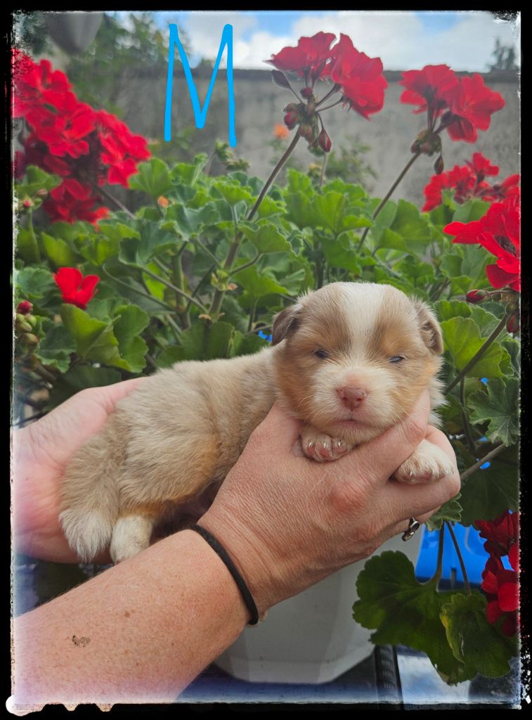 Du Diamant Des Neiges - Chiots disponibles - Berger Américain Miniature 