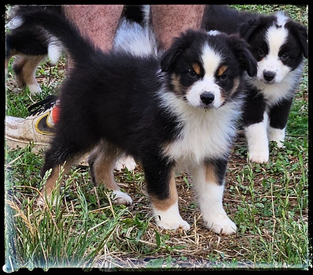 Du Diamant Des Neiges - Chiots disponibles - Berger Australien