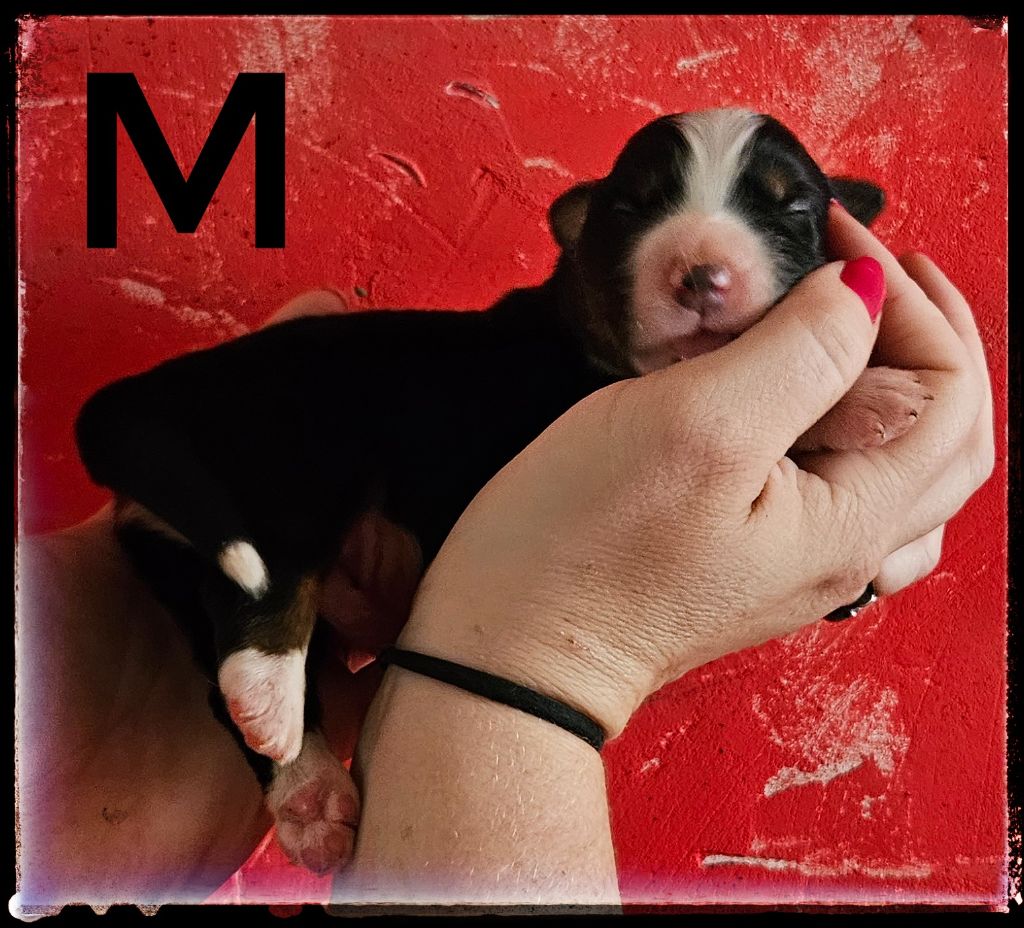 Du Diamant Des Neiges - Chiots disponibles - Berger Américain Miniature 