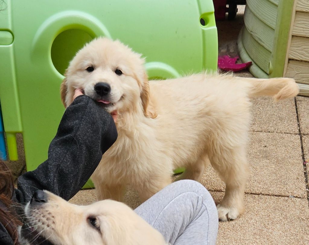 Du Diamant Des Neiges - Chiots disponibles - Golden Retriever